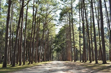 Suan Son Bor Kaew or Bo Kaeo Pine Tree Garden is the nams of stunning forest of pine trees with wide grassy areas in Hot district, Chiang Mai, THAILAND.