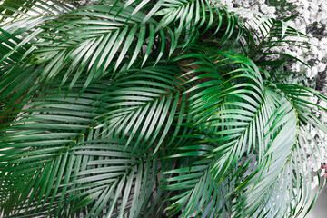 Tropical Palm leaves background, natural tropical evergreen fresh leaves, floral pattern background