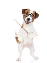 Smart Jack russell terrier puppy wearing  eyeglasses points away on empty space. isolated on white background.