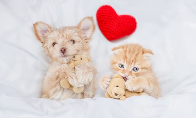 Funny Goldust Yorkshire terrier puppy and ginger tiny kitten hug toy bears under white warm blanket...
