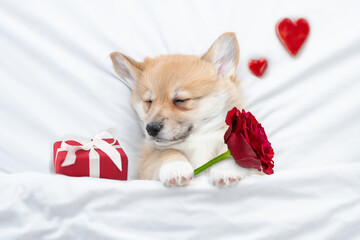 Cute Pembroke Welsh corgi puppy sleeping with gift box and red rose under warm blanket  on a bed at...