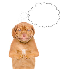 Dreaming Mastiff puppy looks at camera.  isolated on white background