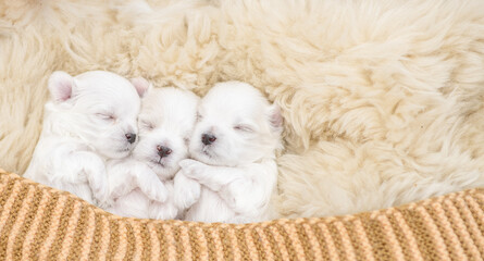 Three tiny white lapdog puppies sleep under warm blanket on a bed at home. Top down view. Empty space for text