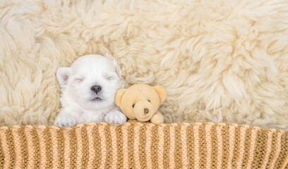 White newboen lapdog puppy sleeps under white blanket on a bed at home with favorite toy bear. Top...