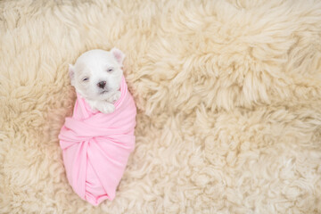 Tiny newborn white lapdog puppy wrapped like a baby sleeps on a fur bed. Top down view. Empty space for text