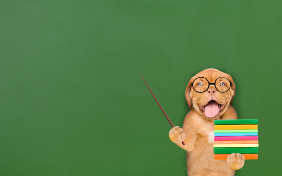 Smart puppy wearing eyeglasses holds books and points away on empty space