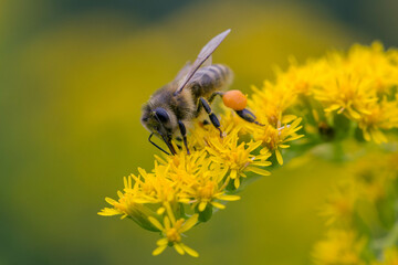 A honey bee (Apis mellifera) works on a flower of Canada goldenrod (Solidago canadensis). A bee on...