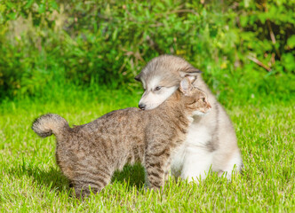 Friendly Alalskan malamute puppy sits with gentle cat on green summer grass