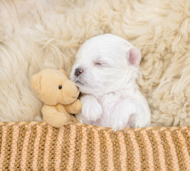White newborn lapdog puppy sleeps under white blanket on a bed at home with favorite toy bear. Top down view