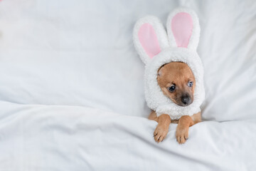Toy terrier puppy wearing easter rabbits ears sleeps lying on a bed under warm white blanket at...