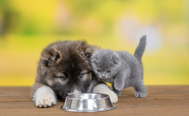 Caucasian shepherd puppy and kitten eat together from one bowl at summer park