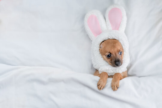 Toy terrier puppy wearing easter rabbits ears sleeps lying on a bed under warm white blanket at home. Empty space for text