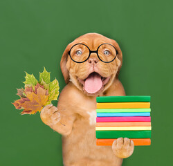 Clever puppy wearing round eyeglasses holds a dry leaves and pile of books near green chalkboard. Back to school concept