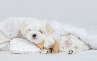 White Lapdog puppy lying under white blanket on a bed at home and hugs favorite toy bear