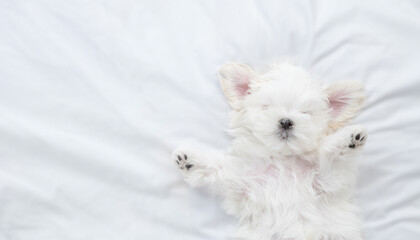 Funny white Lapdog puppy sleeps on a bed at home. Top down view. Empty space for text