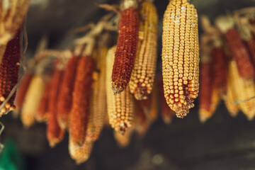 Corn cobs hanging for drying in rural village