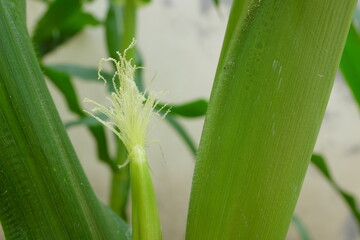 Selective focus of newly emerging corn silk. Silk emergence on corn plant.