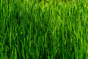 natural background - thickets of green grass sedges illuminated by the sun