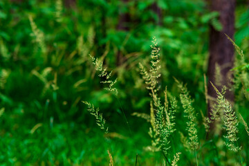 spikelets of wild grass on a blurred natural background