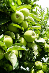 Green apple fruits on tree in summer