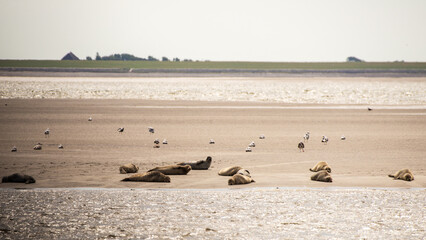 Seals lie on sandbank warming themselves in  the midday sun. © Jesus