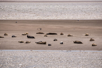 Seals lie on sandbank warming themselves in  the midday sun.