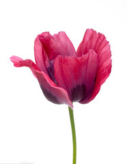 Poppy flower on white background close-up