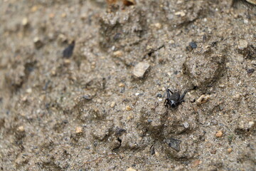 黒褐色のコオロギ