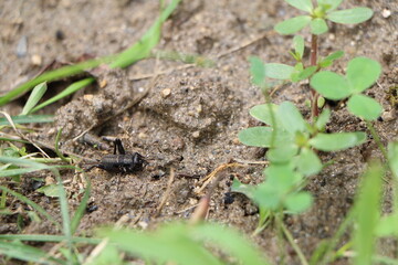 黒褐色のコオロギ