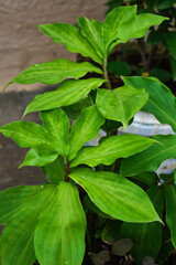 Green Insulin plant for Diabetes, a natural cure for diabetes (Chamaecostus cuspidatus), medicinal plants.