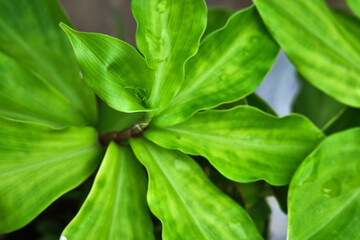 Green Insulin plant for Diabetes, a natural cure for diabetes (Chamaecostus cuspidatus), medicinal...