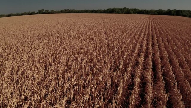 Sun burnt crops flail in the wind.