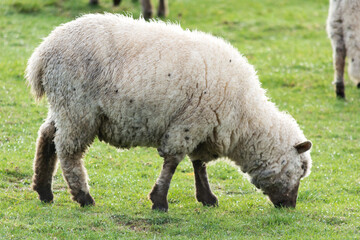 Oveja en el Campo