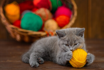 Fototapeta na wymiar Plush gray kitten playing with an orange ball of wool on a dark wooden background against the background of a basket with balls for knitting