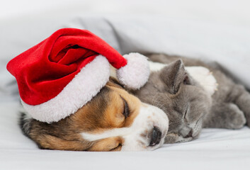 Beagle puppy and fluffy kitten sleep under white blanket with a santa hat