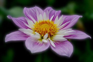 Obraz premium Dahlia