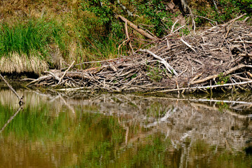 Obraz premium Biberburg im Naturpark Haßberge, Unterfranken, Franken, Bayern, Deutschland