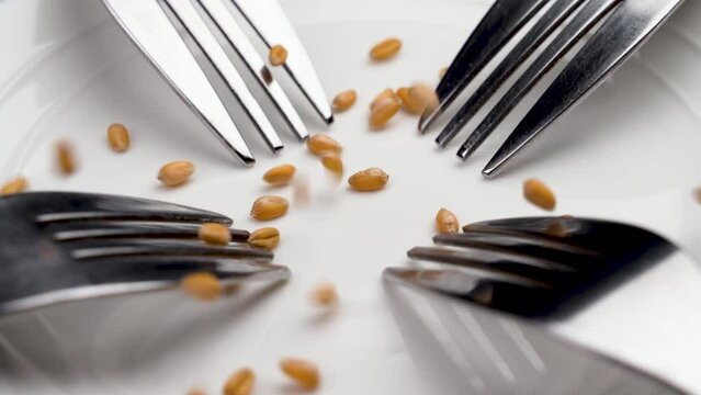Wheat grains falling on a white empty plate with forks. Agricultural world global food crisis idea. Famine concept. Macro. Slow motion