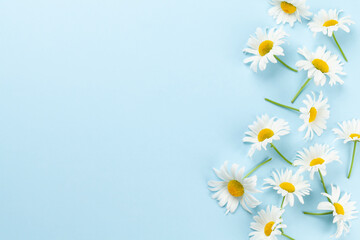 Chamomile garden flowers on blue background