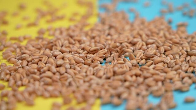 Wheat grains falling on the Ukrainian yellow blue flag. The concept of dangerous crop supplies from Ukraine due to the war. The danger of famine and the export of harvest idea. Close up. Slow motion