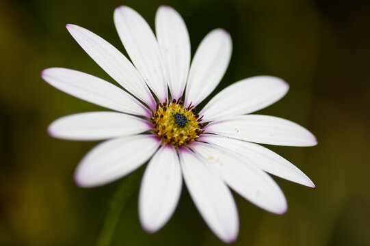 Cape rain daisy, (Dimorphotheca pluvialis)