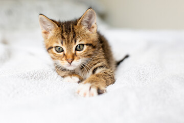 Sleepy cute kitten sitting on white bed at home.