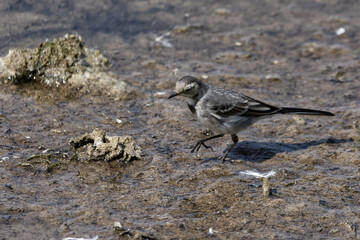 Juvenile pied wagtail