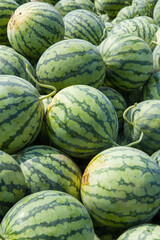 Many big green watermelons for harvest background