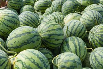 Fototapeta na wymiar Many big green watermelons for harvest background