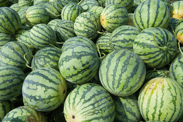 Many big green watermelons for harvest background