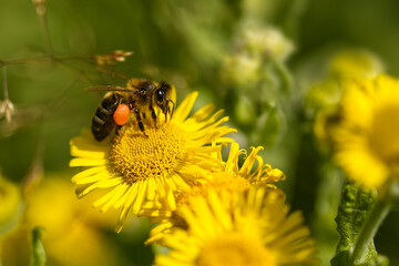 Honey bee with pollen sacs
