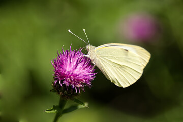 Cabbage white