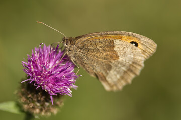Obraz premium Meadow brown butterfly on a thistle