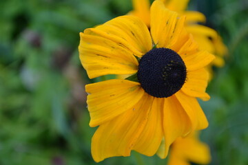 Rudbeckia close-up.